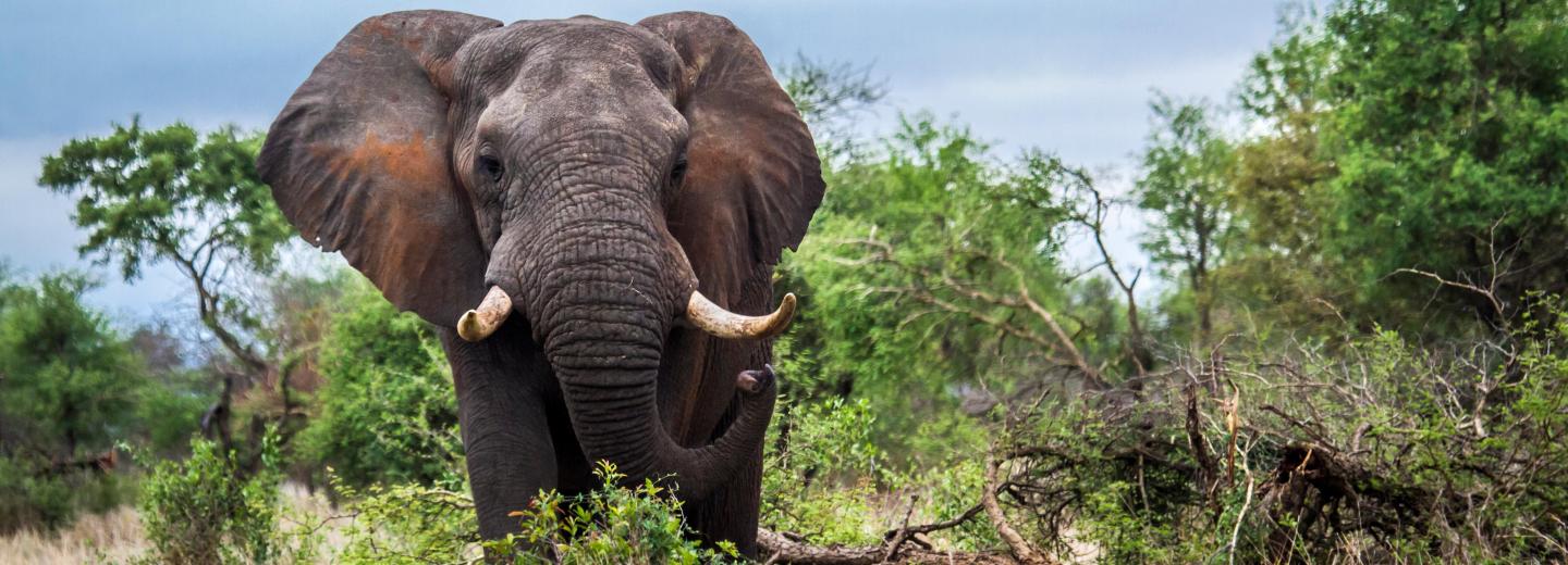 © Eurotours Südafrika - Highlights zwischen Natur und Stadt
