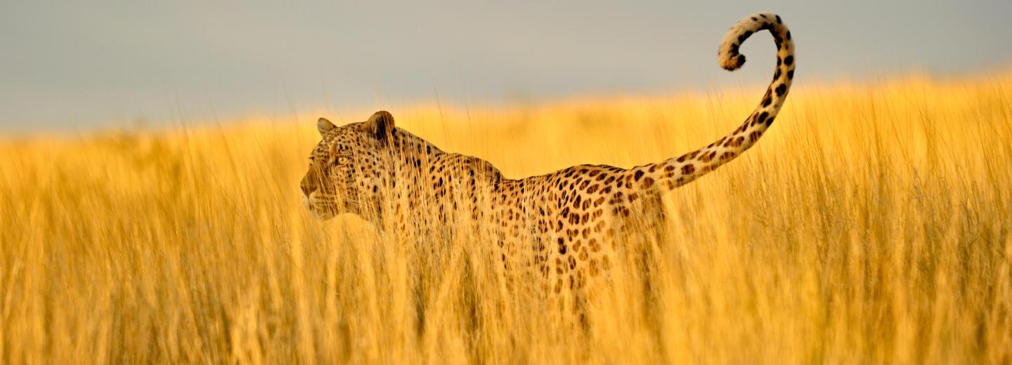 © Eurotours Südafrika - Highlights zwischen Natur und Stadt