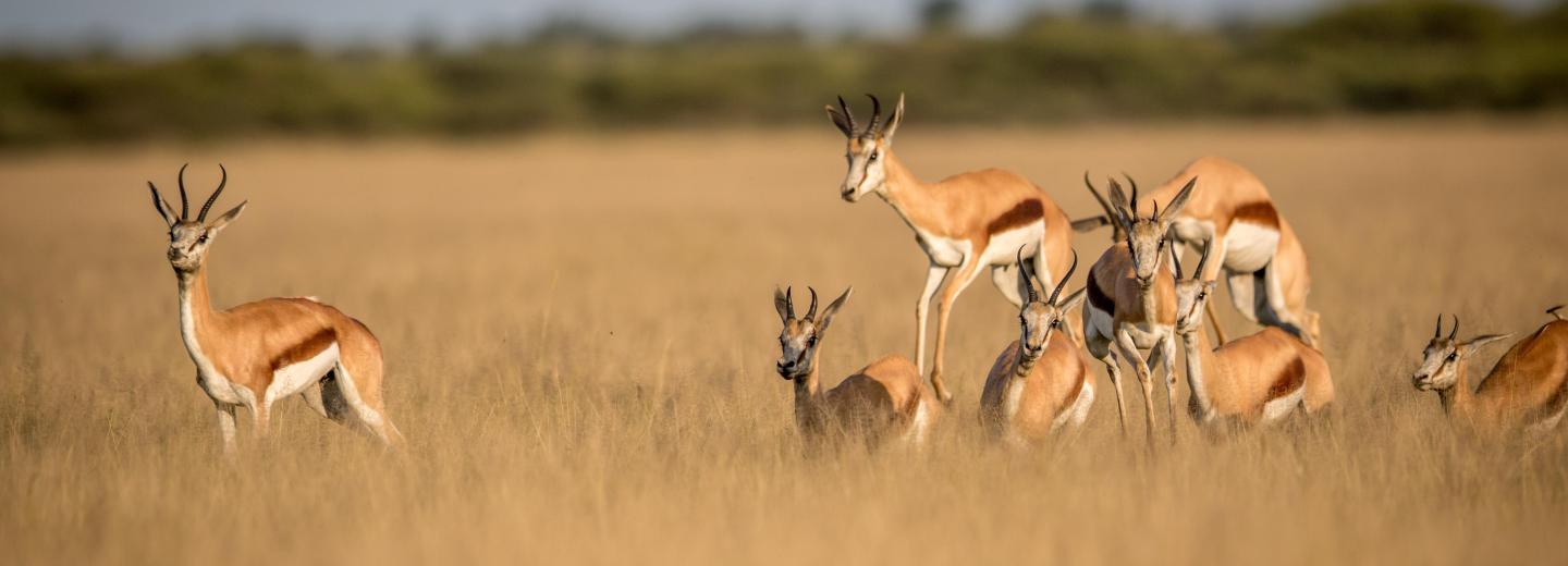 © Eurotours Südafrika - Highlights zwischen Natur und Stadt