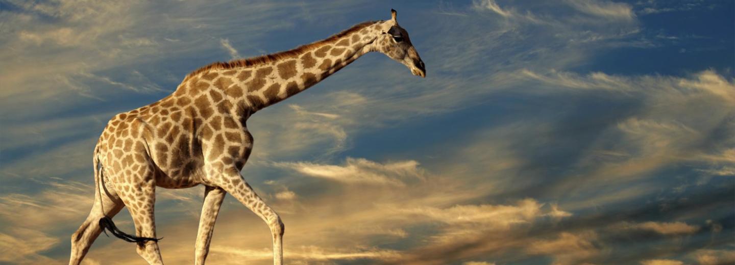 © Eurotours Südafrika - Highlights zwischen Natur und Stadt