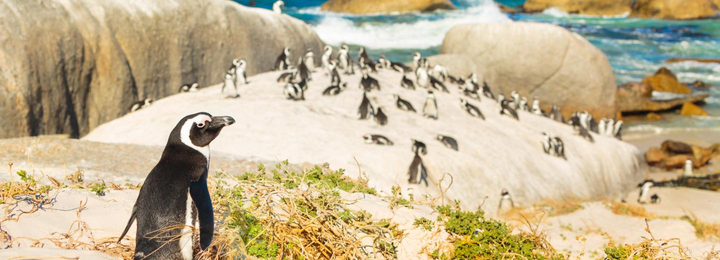 © Eurotours Südafrika - Highlights zwischen Natur und Stadt