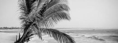 9817639/gambia-strand-palme-gettyimages-1021359218-0_1745908725071.jpg