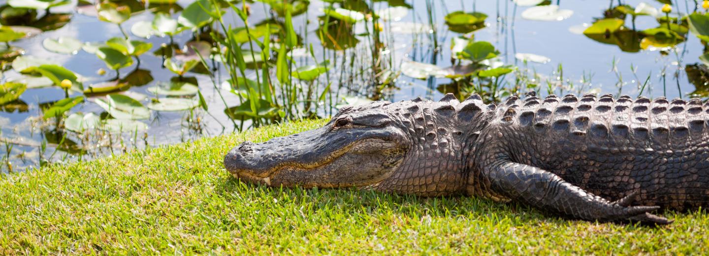 © Eurotours Florida - Mietwagenrundreise mit Standort Orlando
