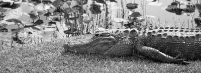 9820853/florida-alligator-gettyimages-696817052-erweitert_1750143950212.jpg