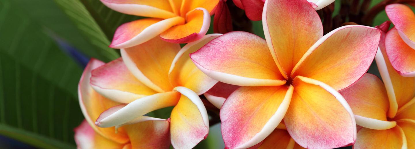 © Eurotours Ausztrália, Hawaii és Kanada - transzpacífiai körutazás és városi kirándulás