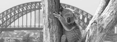 9821051/sydney-koala-gettyimages-502958165-erweitert_1751466280753.jpg