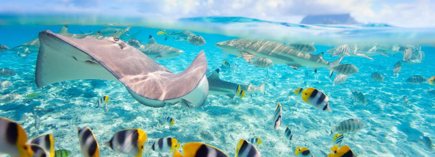 © Eurotours Ausztrália, Hawaii és Kanada - transzpacífiai körutazás és városi kirándulás