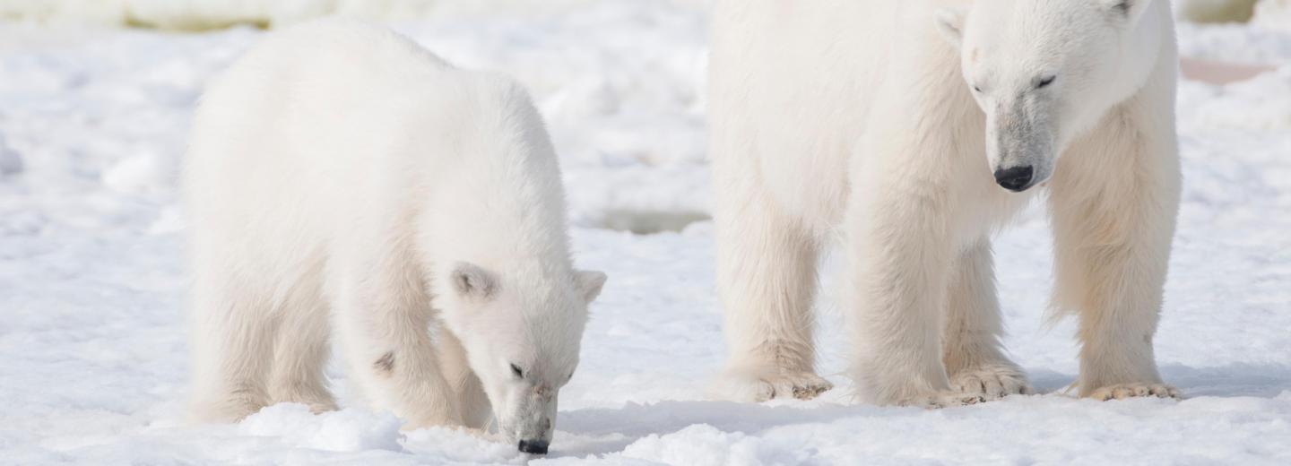 © Eurotours Izland, Jan Mayen és Spitzbergen - városi kirándulás és expedíciós hajóút