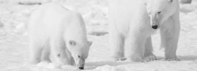 9821635/arctic-polarbears-sallyhamna-spitsbergen-plancius-josh-harrisonjpg-josh-harrison_1752223934224.jpeg