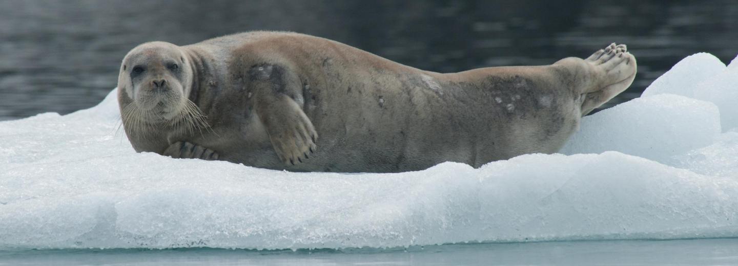 © Eurotours Izland, Jan Mayen és Spitzbergen - városi kirándulás és expedíciós hajóút