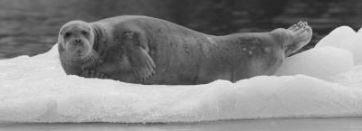 9821635/bearded-seal-erwin-vermeulen_1752224198530.jpeg