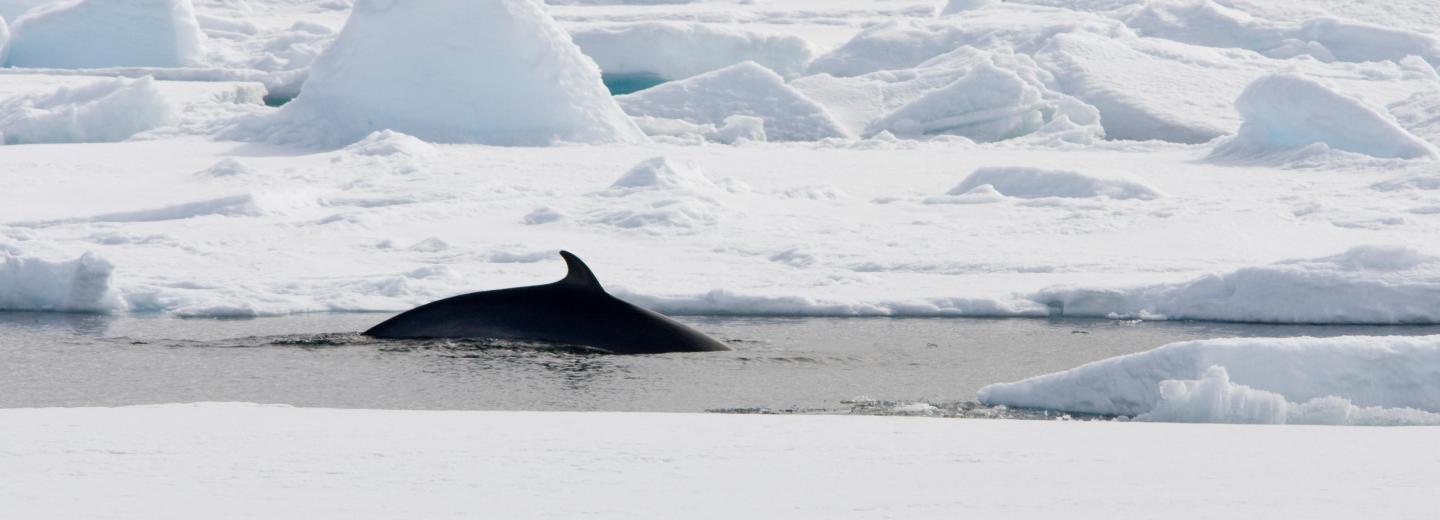 © Eurotours Izland, Jan Mayen és Spitzbergen - városi kirándulás és expedíciós hajóút