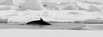 9821635/minke-whale-in-spitsbergen-july-arjen-drost-oceanwide-expeditionsjpg-arjen-drost_1752224220993.jpeg