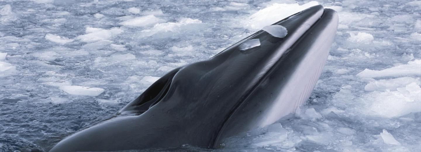 © Eurotours Izland, Jan Mayen és Spitzbergen - városi kirándulás és expedíciós hajóút