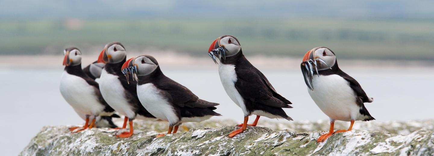 © Eurotours Izland, Jan Mayen és Spitzbergen - városi kirándulás és expedíciós hajóút