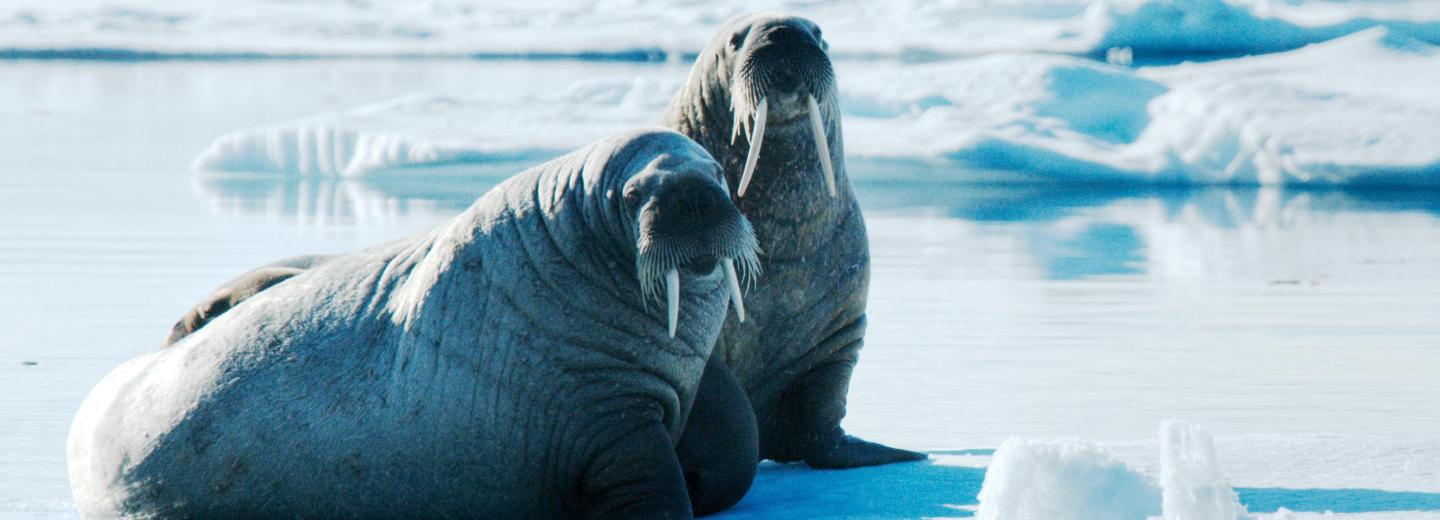 © Eurotours Izland, Jan Mayen és Spitzbergen - városi kirándulás és expedíciós hajóút