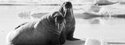 9821635/spitsbergen-walrus-c-petr-slavik-3jpg-petr-slavik_1752224249223.jpeg