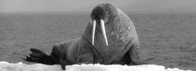 9821635/walrus-spitsbergen-june-mike-murphy-oceanwide-expeditionsjpg-mike-murphy_1752223953449.jpeg