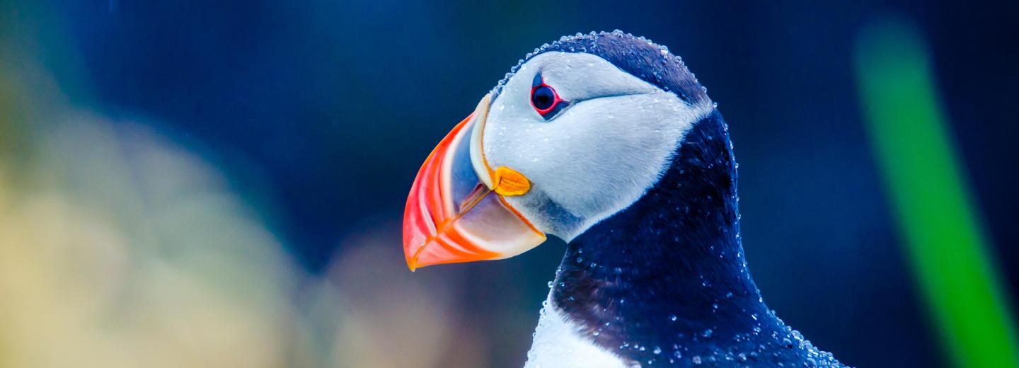 © Eurotours Von Southampton nach Reykjavík - Kreuzfahrt