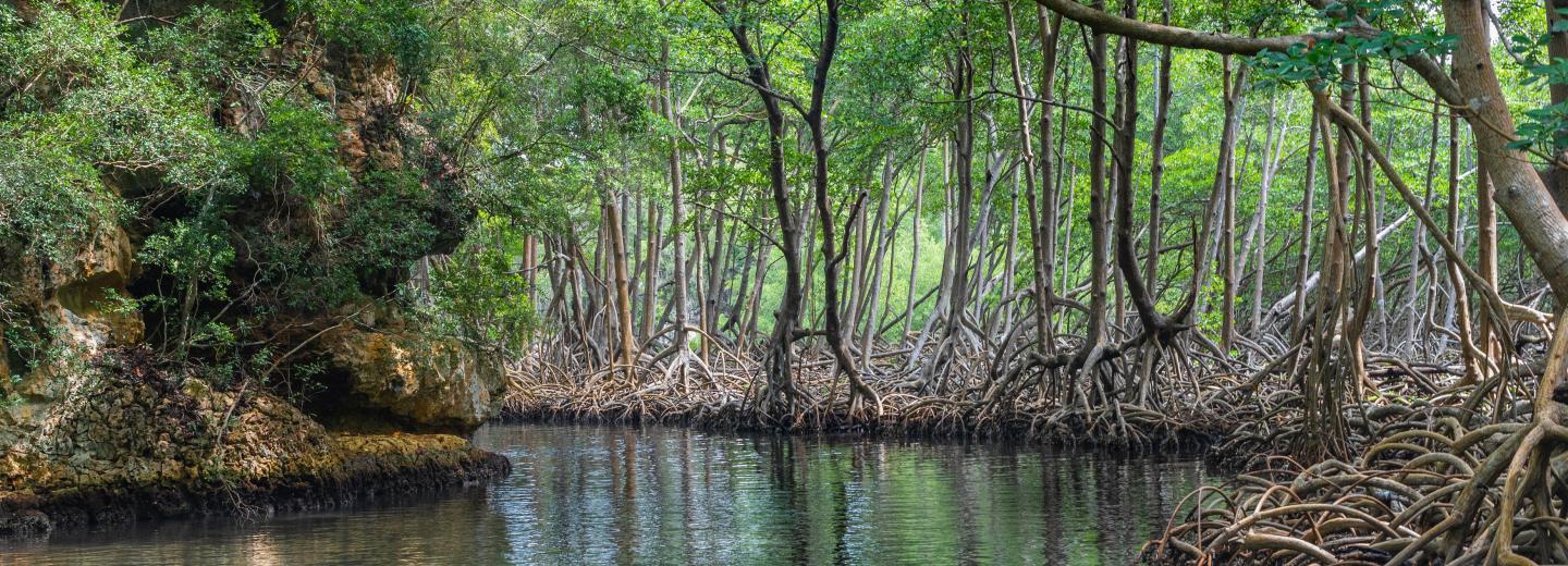 © Eurotours Nationalpark Los Haitises