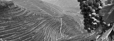 9823736/vbg229099-alte-weinberge-mit-rotweintrauben_1756200318218.jpg
