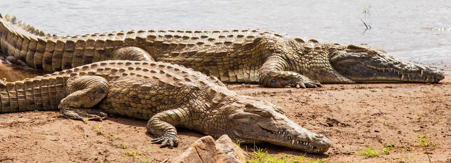 © Eurotours Kenya - Szafari és tengerpart