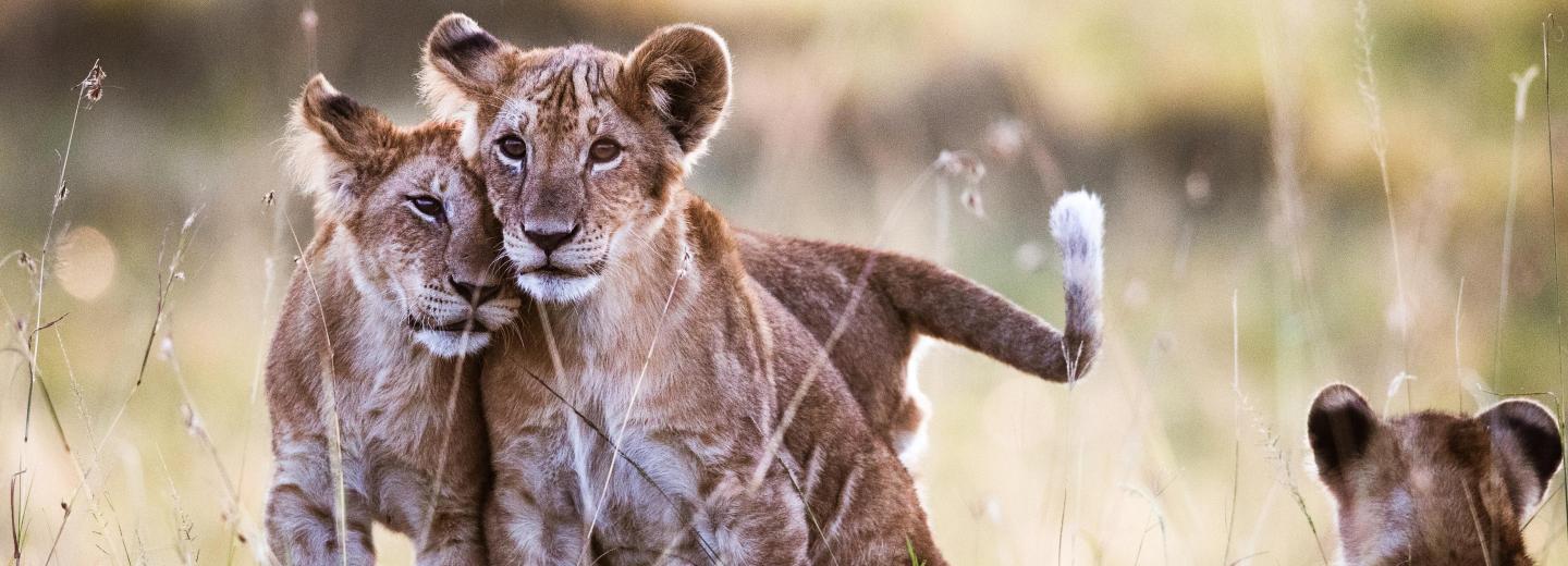 © Eurotours Kenya - Szafari és tengerpart