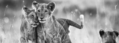 9824083/vbg224775-loewenkinder-in-der-steppe_1756893874359.jpg