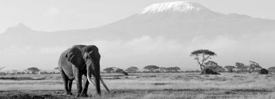 9824083/vbg228148-kenia-elefant_1756893861476.jpg