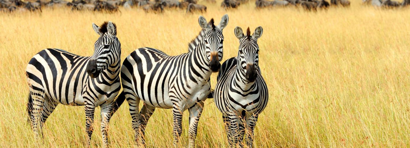 © Eurotours Kenya - Szafari és tengerpart