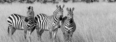 9824083/vbg23040-zebras_1756893889960.jpg
