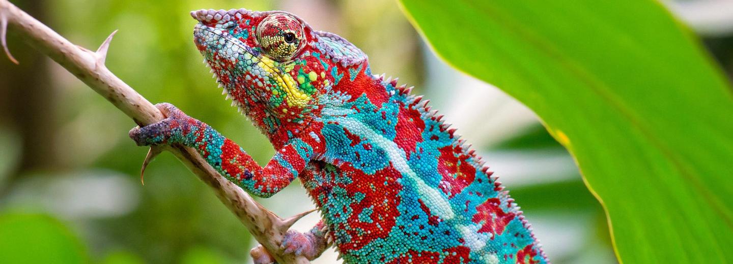 © Eurotours Madagaszkár - Körutazás és fürdőzés