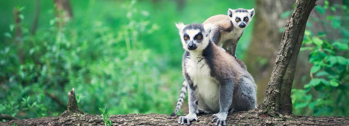 © Eurotours Madagaszkár - Körutazás és fürdőzés