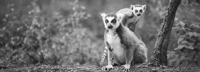 9824170/vbg231754-lemuren-auf-madagaskar_1757065031514.jpg