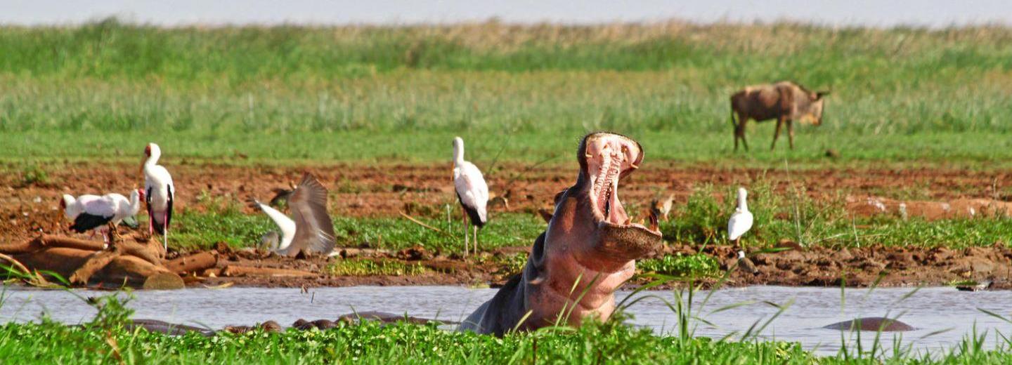 © Eurotours Kenya és Tanzánia - Kelet-Afrika legszebb helyei - Körutazás, szafari és úszás