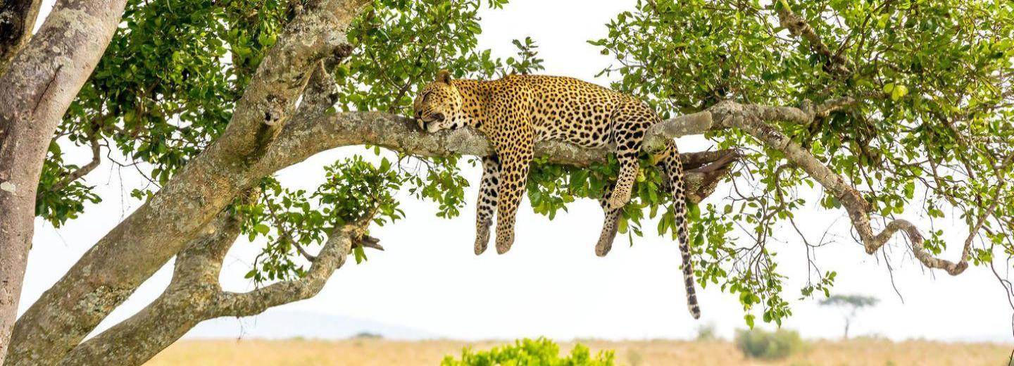 © Eurotours Kenya és Tanzánia - Kelet-Afrika legszebb helyei - Körutazás, szafari és úszás