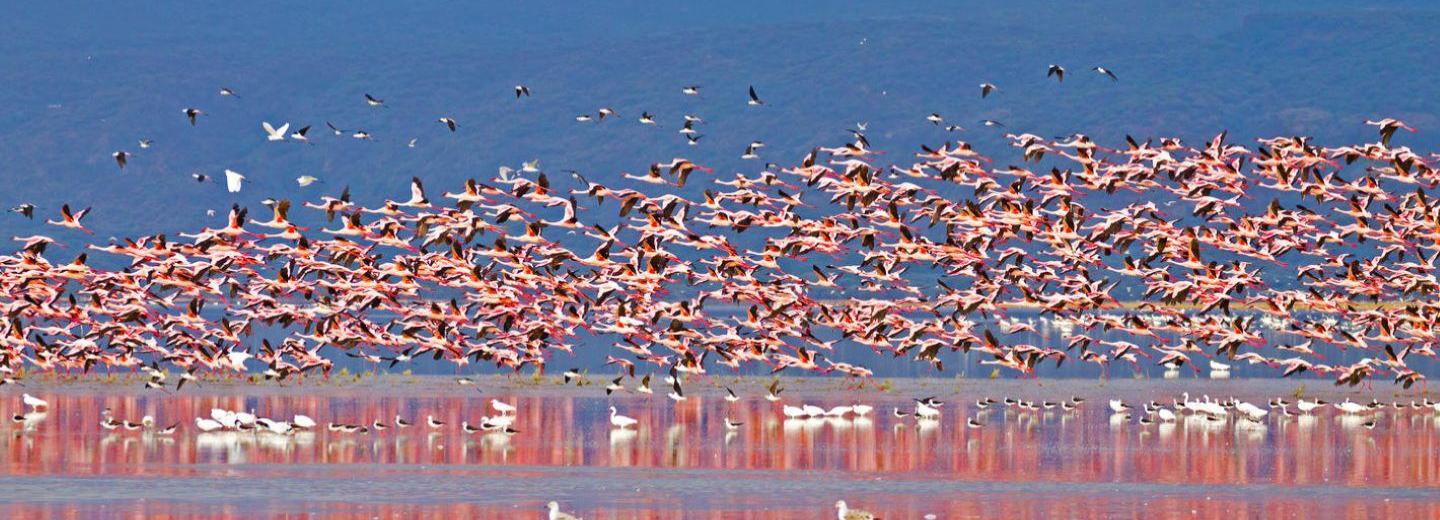 © Eurotours Kenya és Tanzánia - Kelet-Afrika legszebb helyei - Körutazás, szafari és úszás