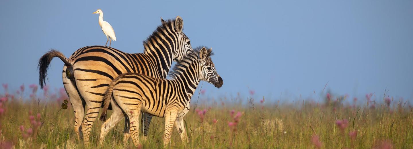 © Eurotours Dél-Afrika - Fénypontok - Körutazás