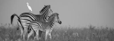 9824706/vbg226285-zebra_1758528730272.jpg