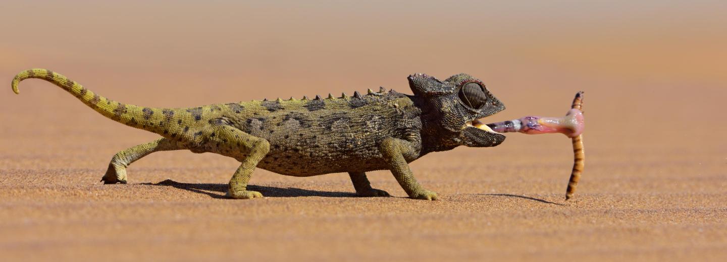 Namíbia - Oda-vissza út és szafari