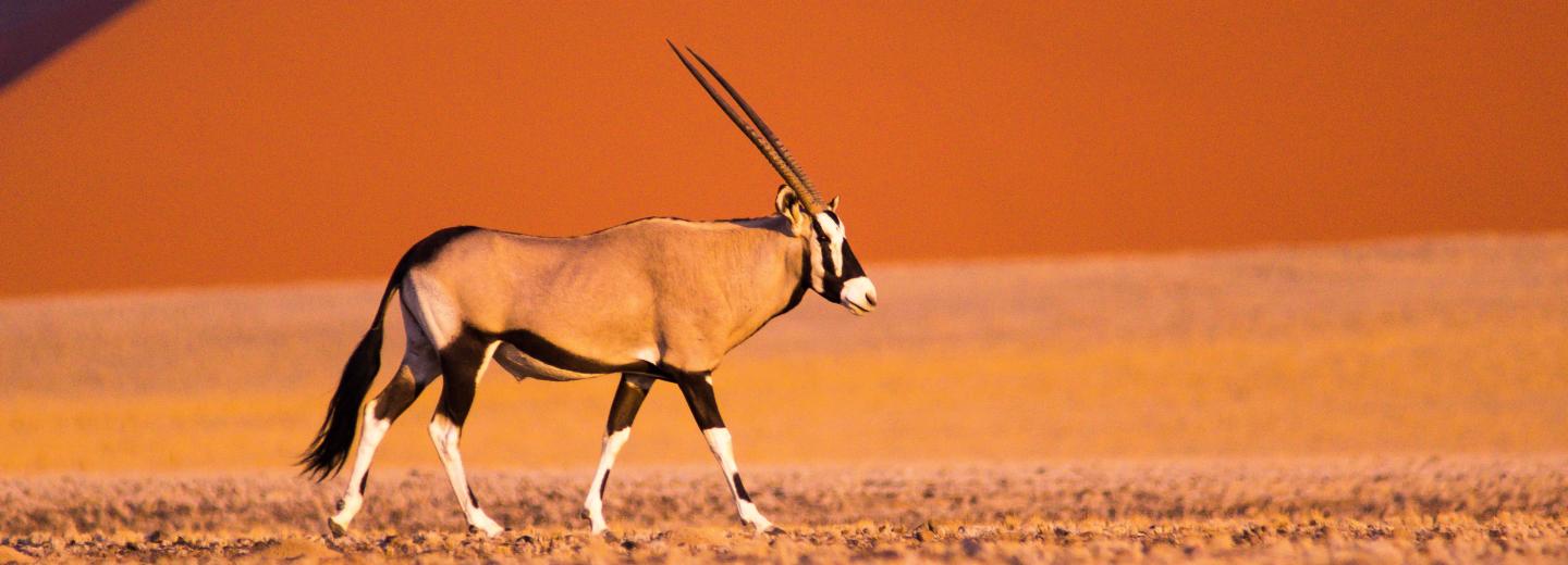 Namíbia - Oda-vissza út és szafari