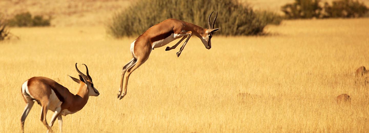 Namíbia - Oda-vissza út és szafari