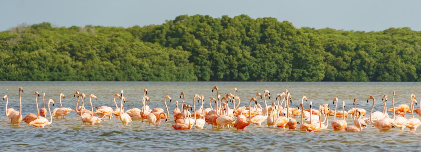 © Eurotours Mexikó - Yucatán - Oda-vissza út és úszás