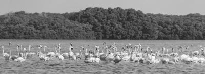 9824830/riolagartos-nationalpark-mexiko-gettyimages-1425394268_1758295530151.jpg