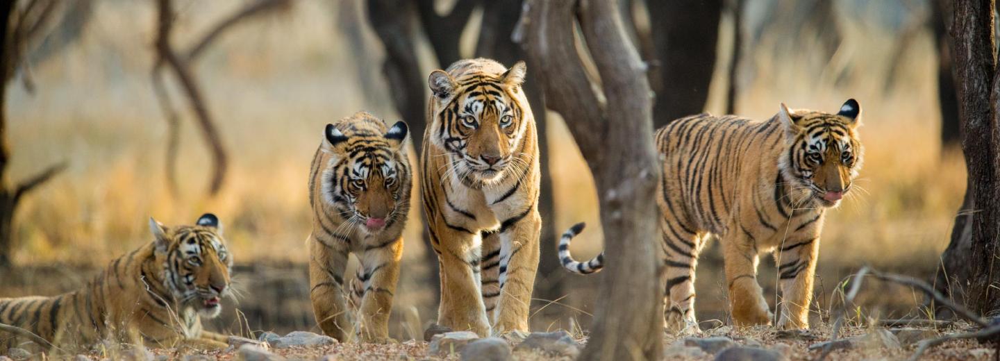 © Eurotours Ranthambhore-Nationalpark