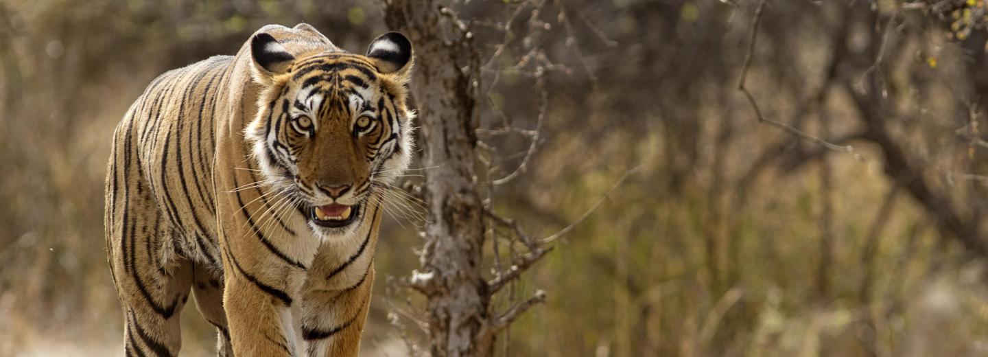 © Eurotours Ranthambhore-Nationalpark