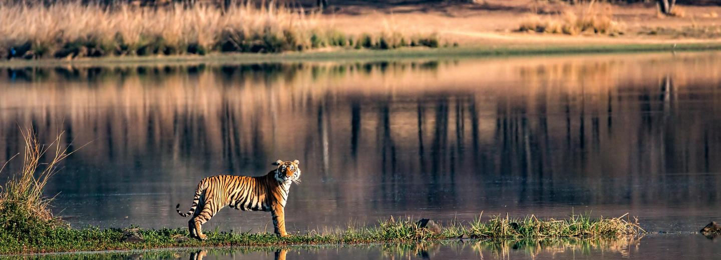 © Eurotours Ranthambhore-Nationalpark