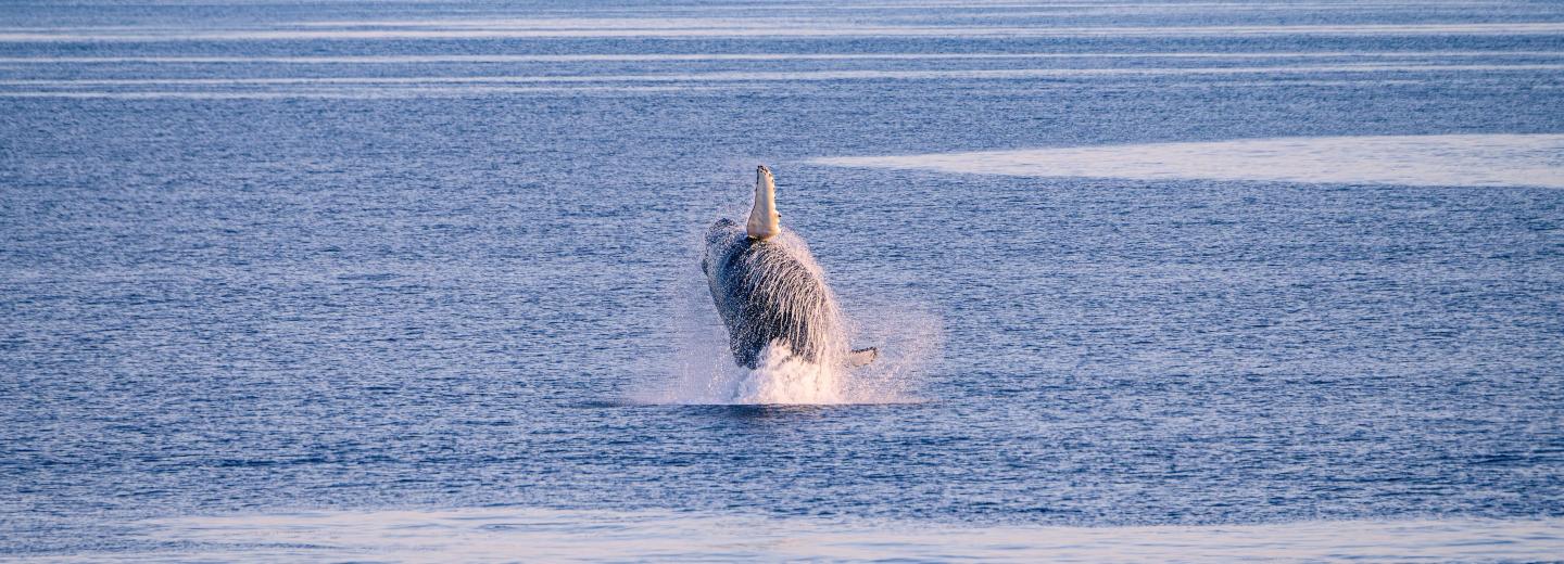 Expedition Grönland - Le Lyrial*****