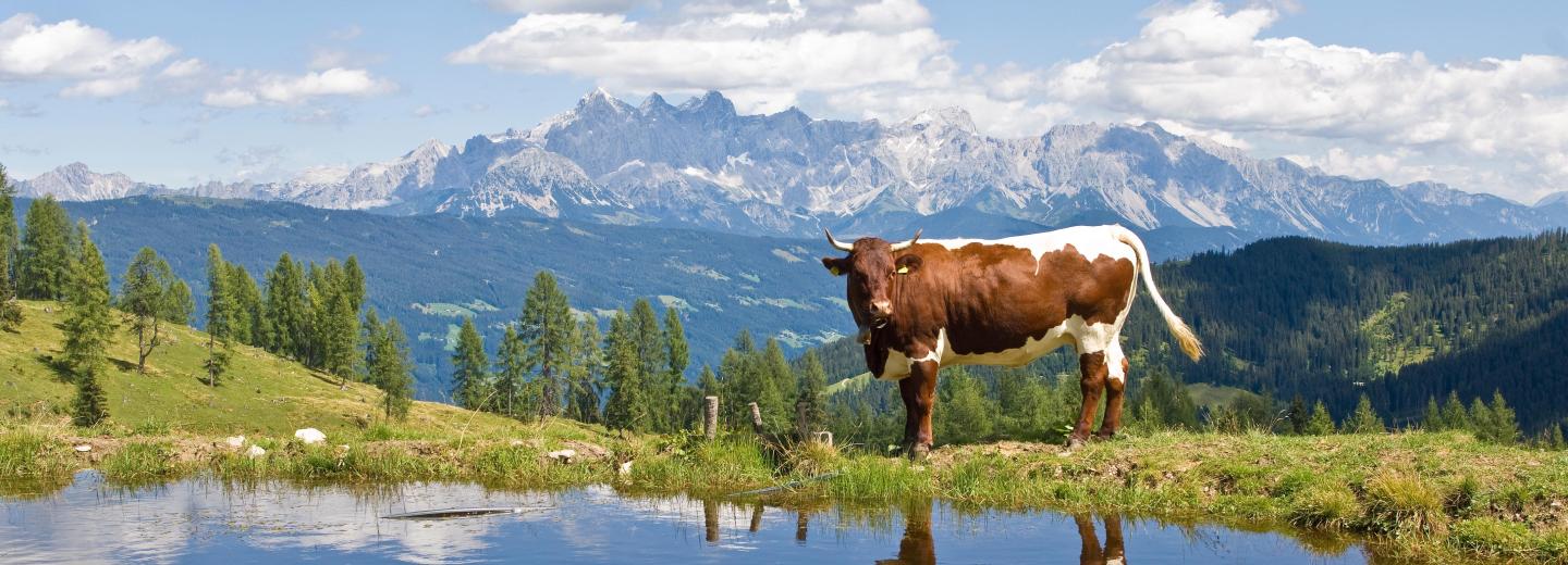 © Altenmarkt-Zauchensee Tourismus Altenmarkt im Pongau