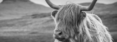 9827202/vbg215944-hochlandrind-auf-der-orkney-insel_1760436288342.jpg